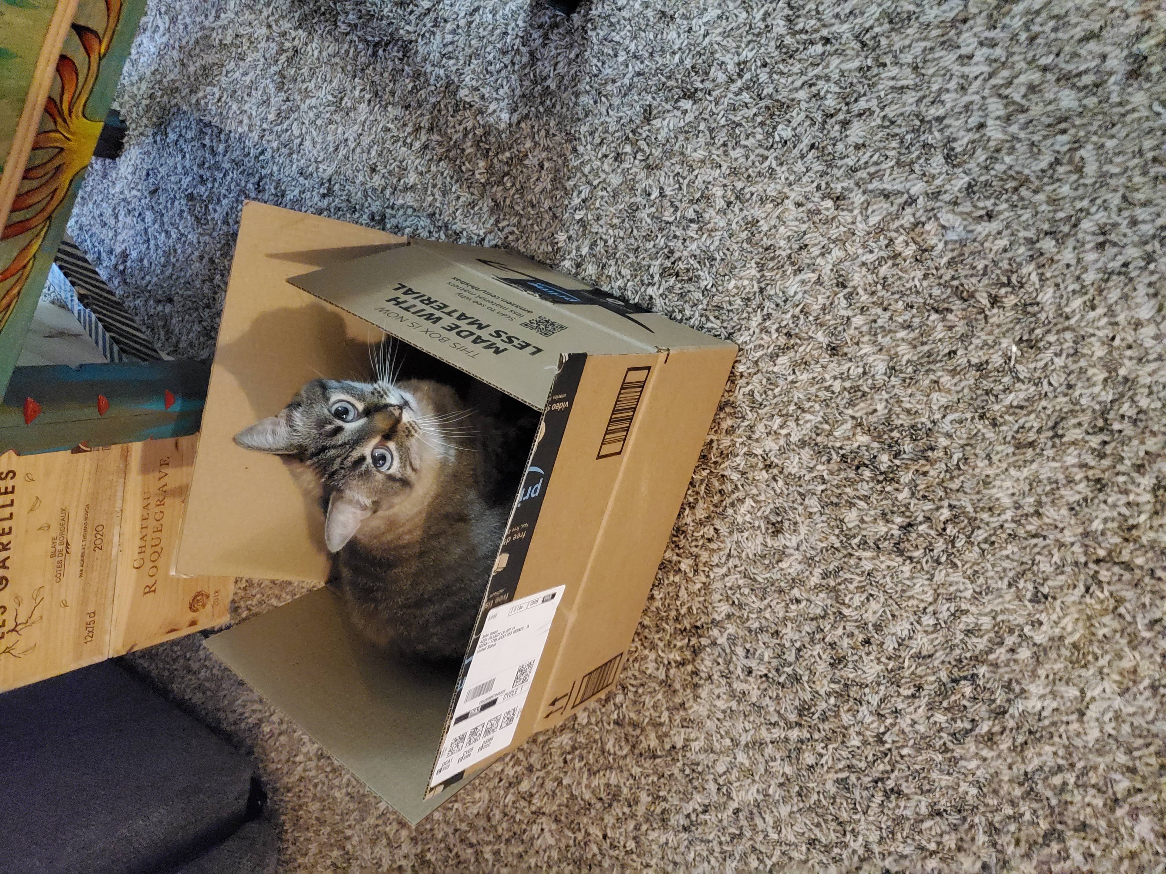 A cat in a box